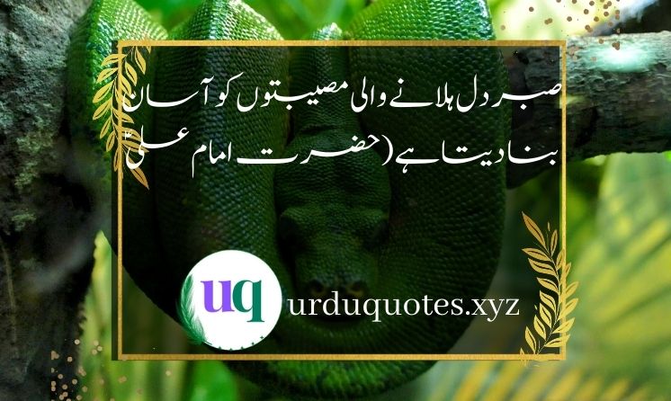 Best Quotes of Hazrat ALI (R.A)6